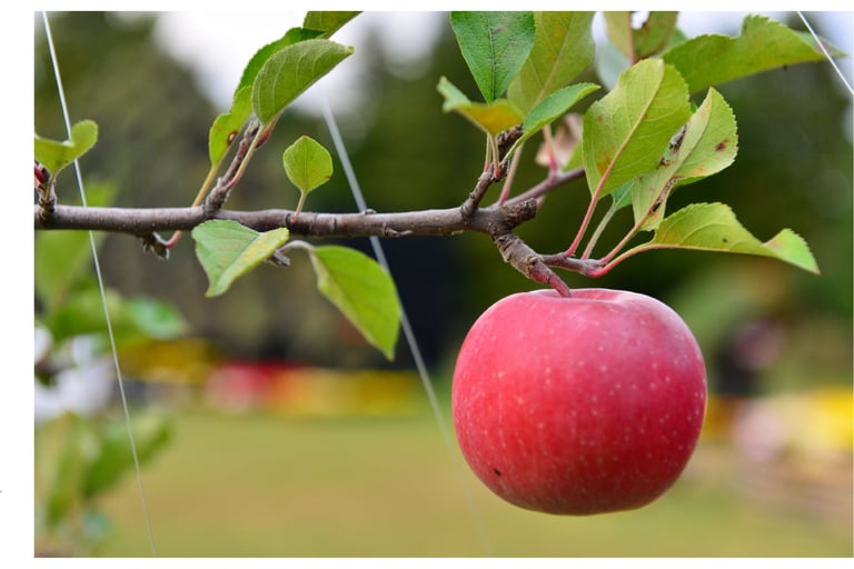 Luwavi Fruit