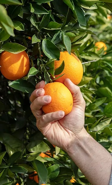 Luwavi Fruit