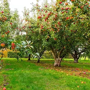 Luwavi Fruit