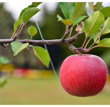 Luwavi Fruit